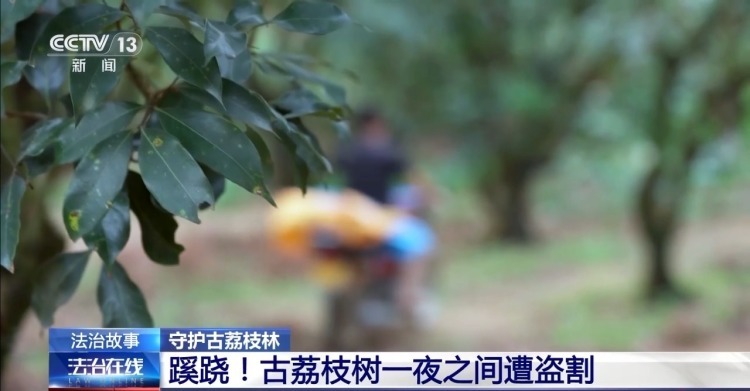 古荔枝树一夜之间遭盗割 竟是为高价出售木瘤