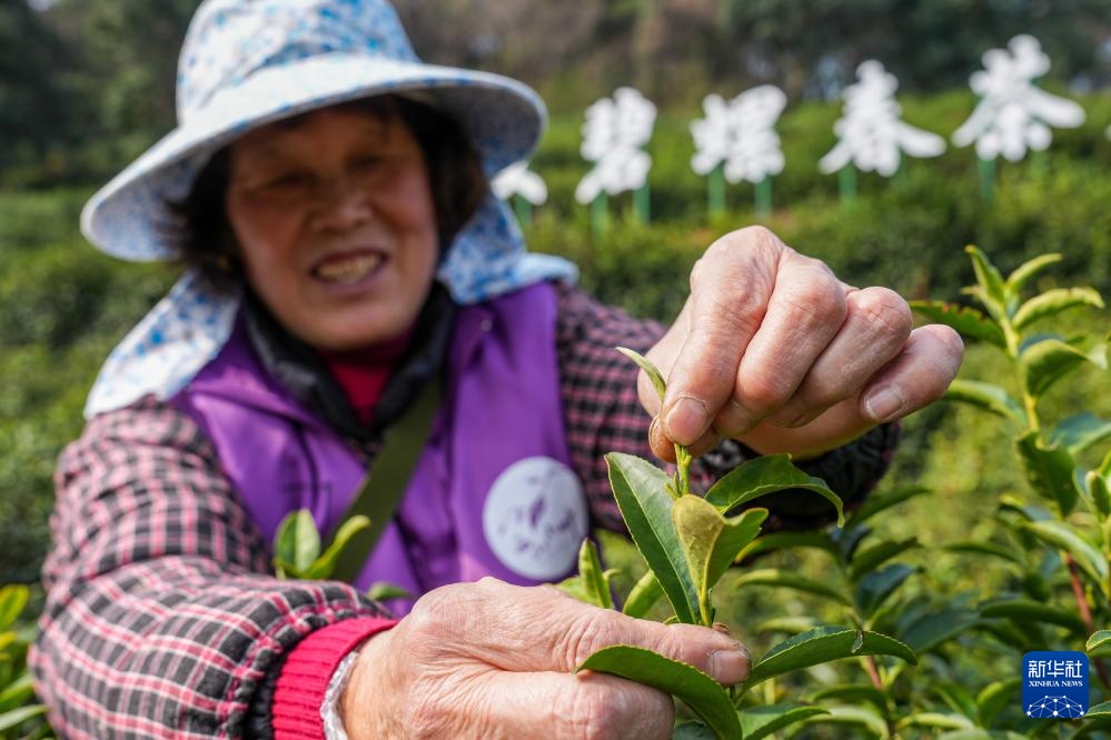 苏州洞庭山：碧螺春茶迎来采摘期