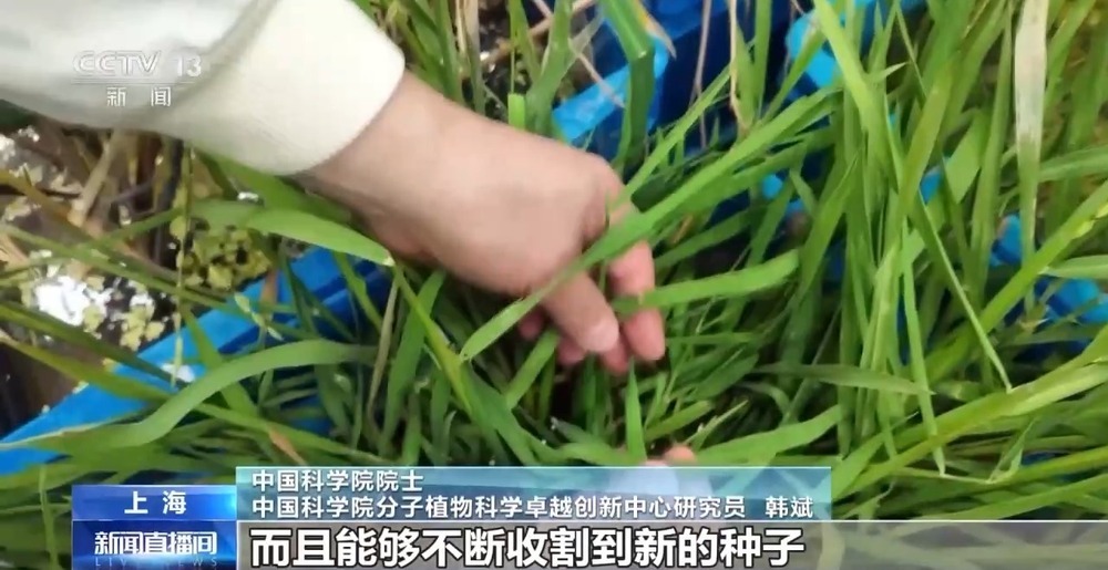 我国科学家成功克隆“长寿基因” 首创一次播种多年收获水稻