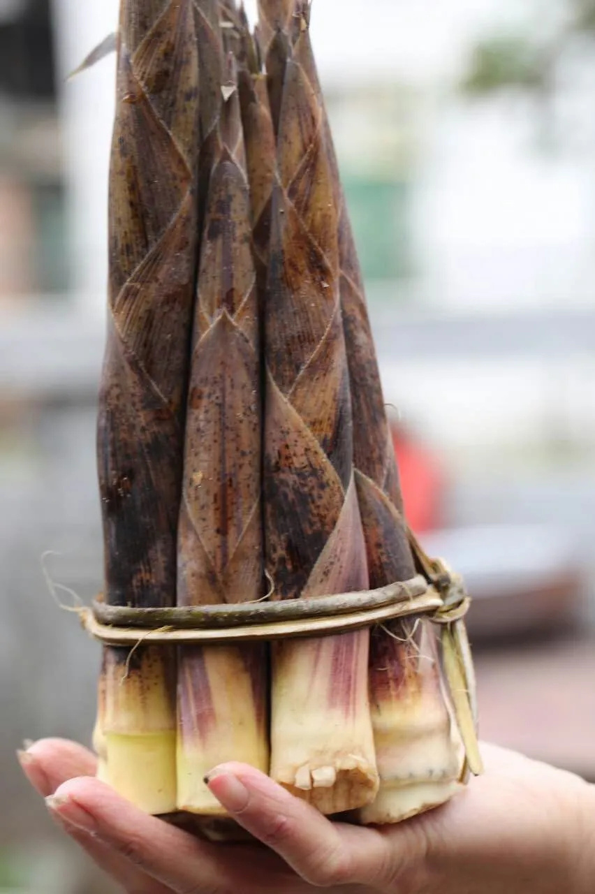 上春山｜春分，挖笋去！这份指南请收好