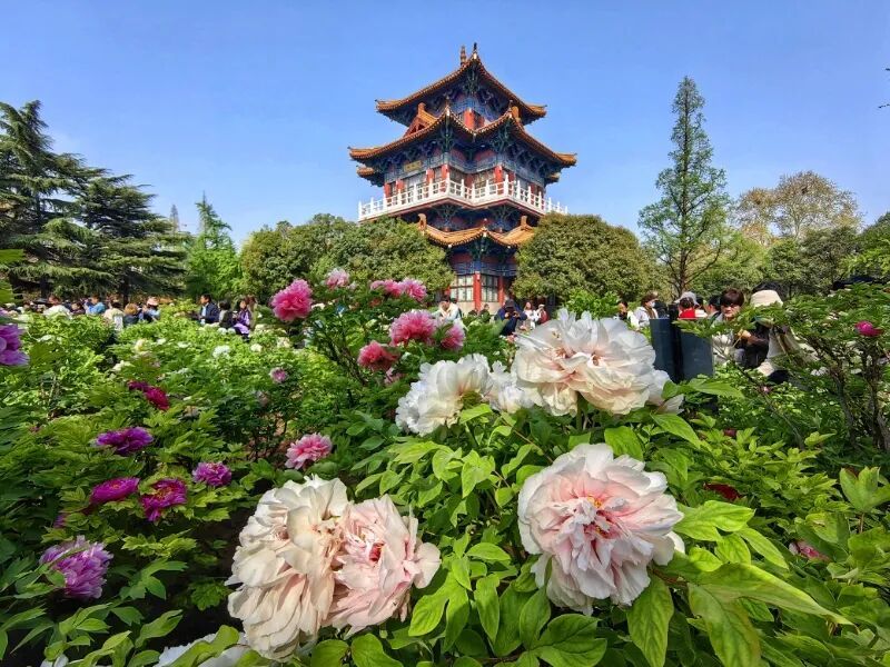 洛阳的第一朵牡丹！开了→