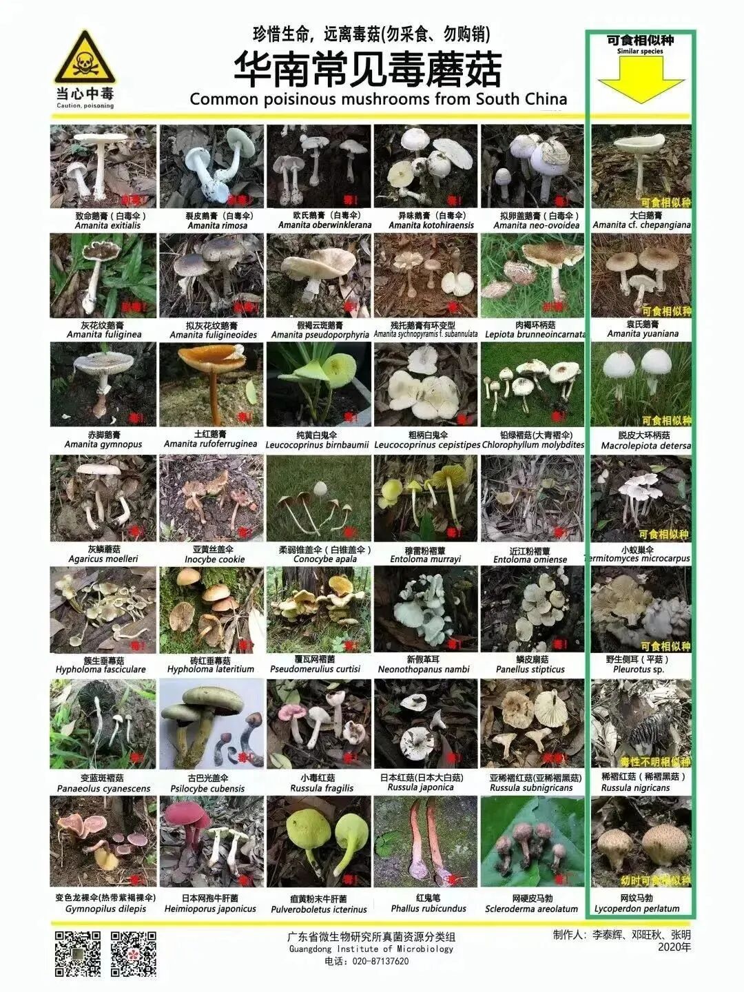 注意！这种“毒王”已出现，1朵就能毒死1个成年人