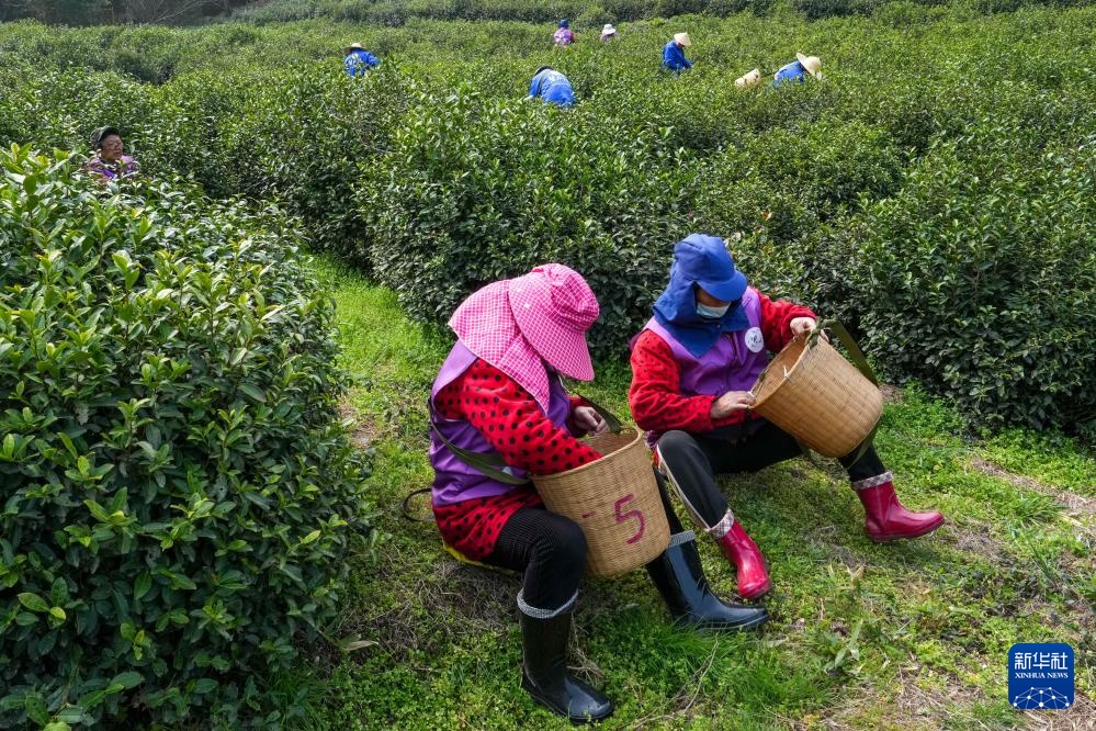 苏州洞庭山：碧螺春茶迎来采摘期