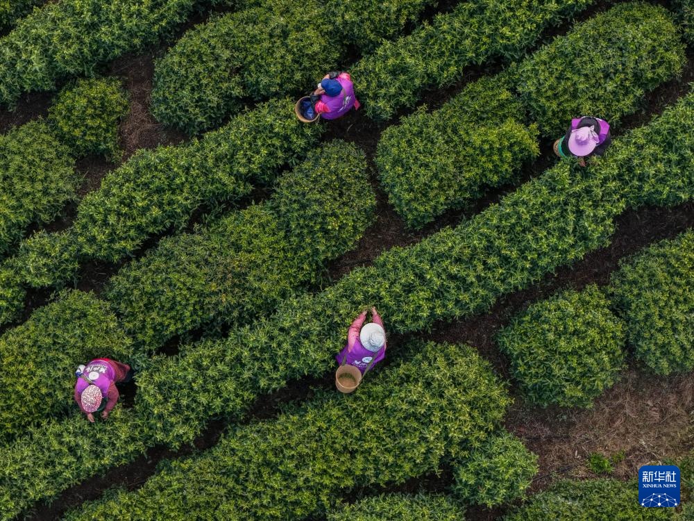 苏州洞庭山：碧螺春茶迎来采摘期