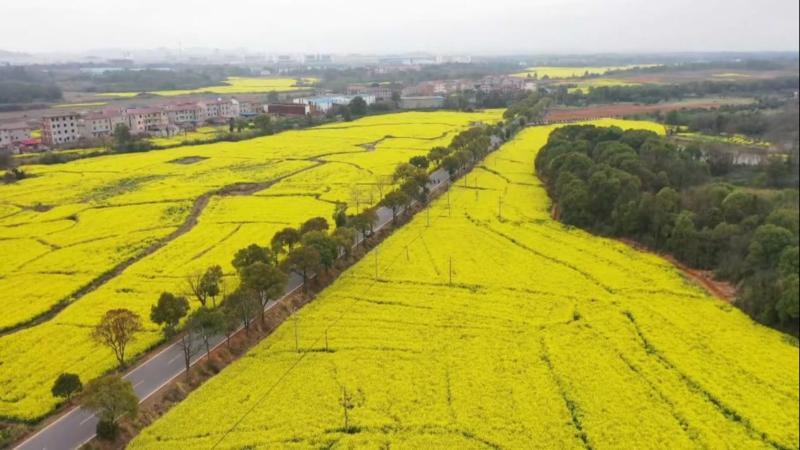 江西丰城：农旅融合促振兴 稻油轮作共绘乡村新画卷