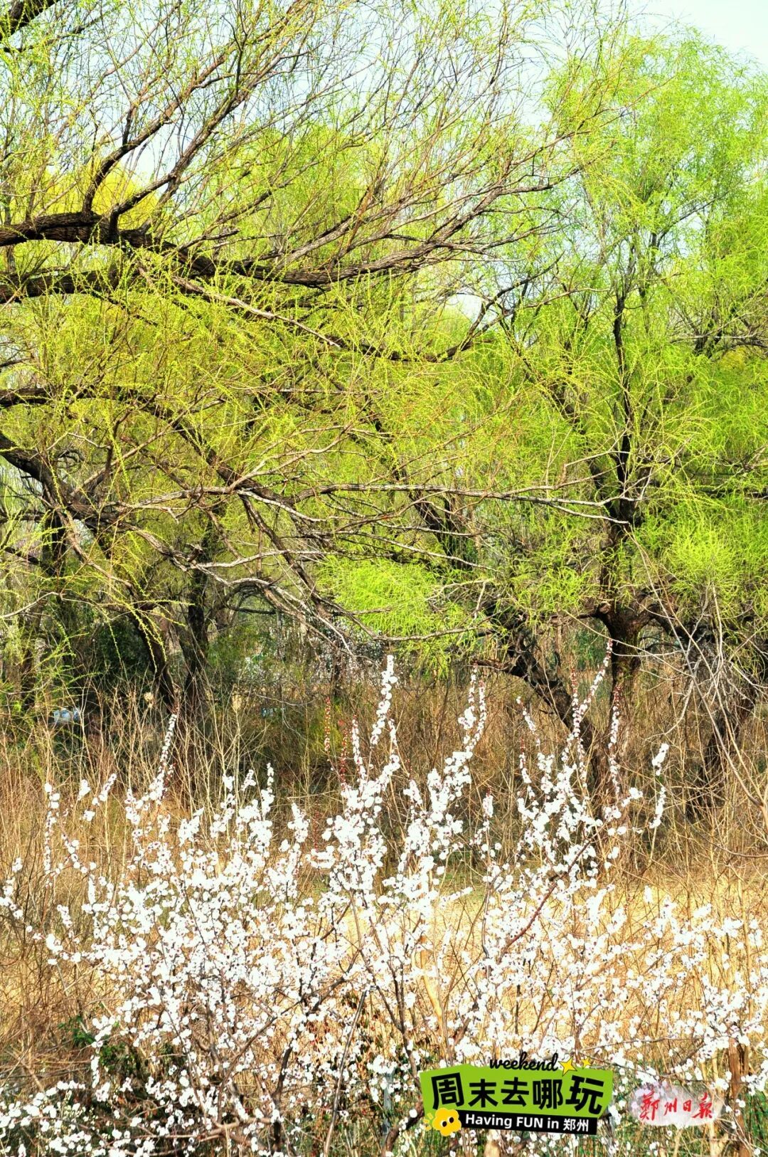 闯入“绿野仙踪”！郑州黄河边的春日限定美景已上线