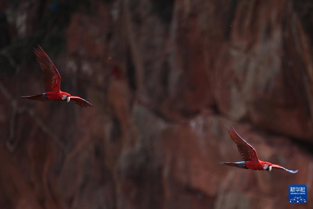 走近巴西南部的“金刚鹦鹉洞”