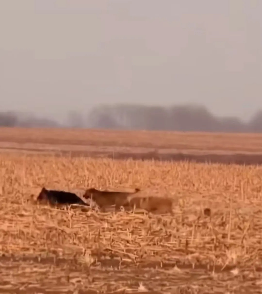 热搜第一！7只家犬疑被偷走，集体逃脱后穿越17公里成功回家