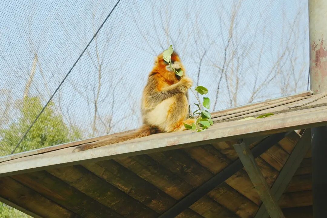 春假福利来了！合肥野生动物园、姥山岛等多个景区免门票