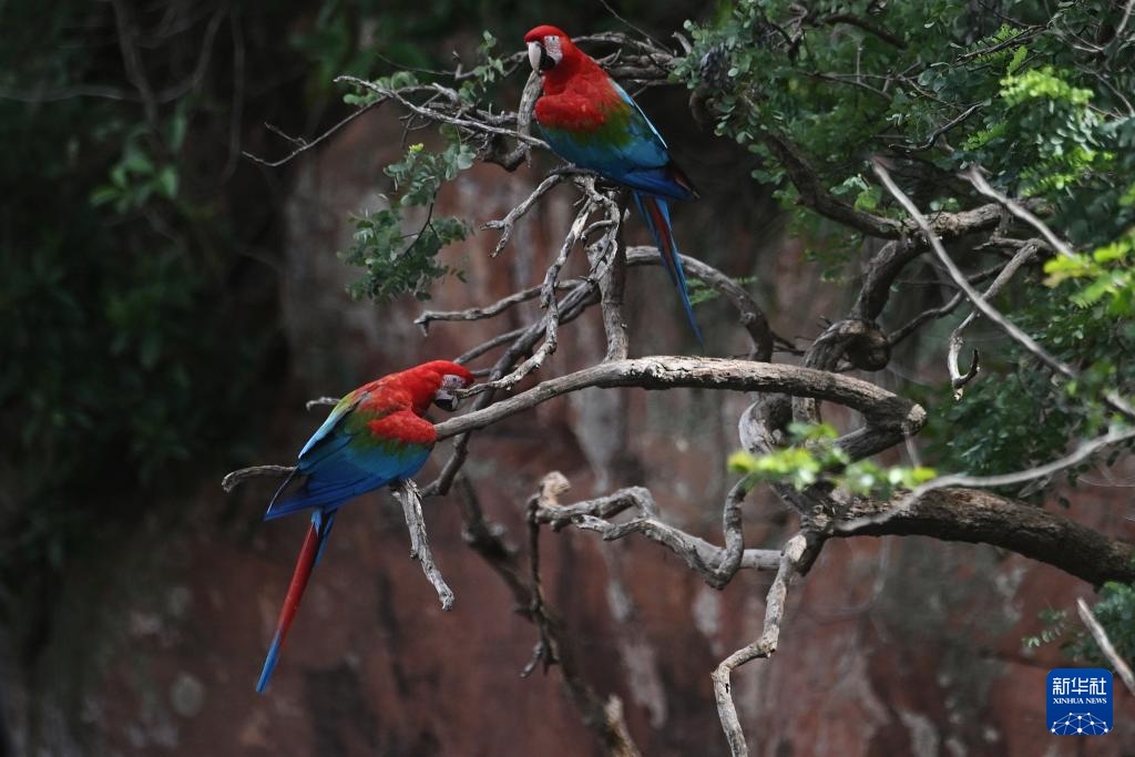 走近巴西南部的“金刚鹦鹉洞”