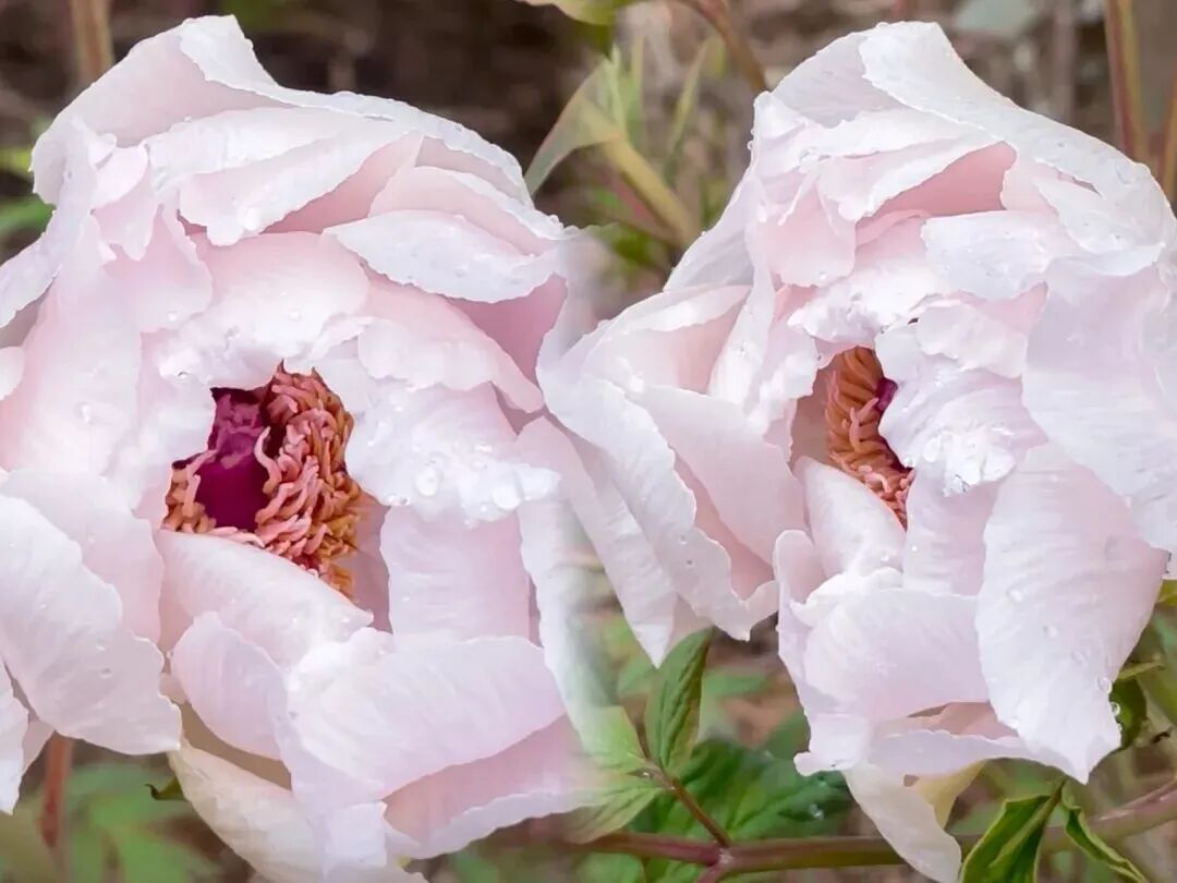 洛阳的第一朵牡丹！开了→