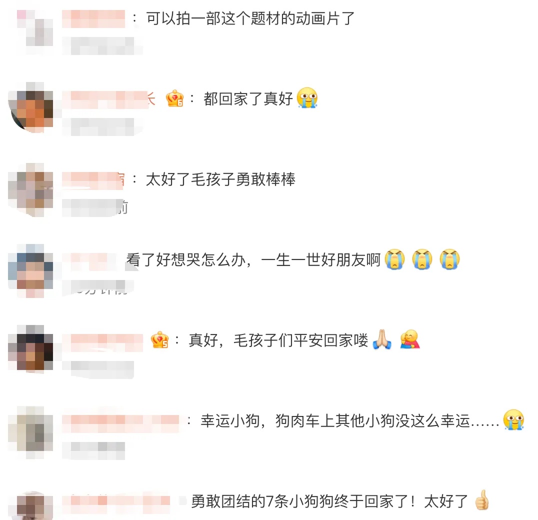 热搜第一！7只家犬疑被偷走，集体逃脱后穿越17公里成功回家
