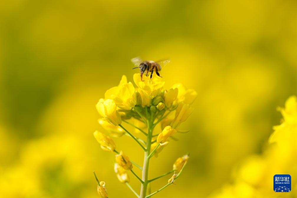 山西运城:花海春色 山西运城:花海春色