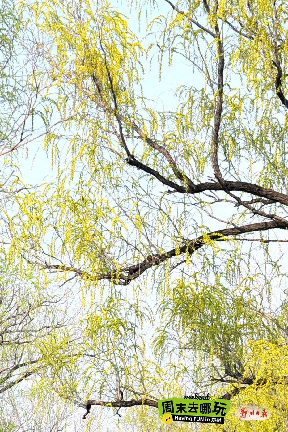 闯入“绿野仙踪”！郑州黄河边的春日限定美景已上线