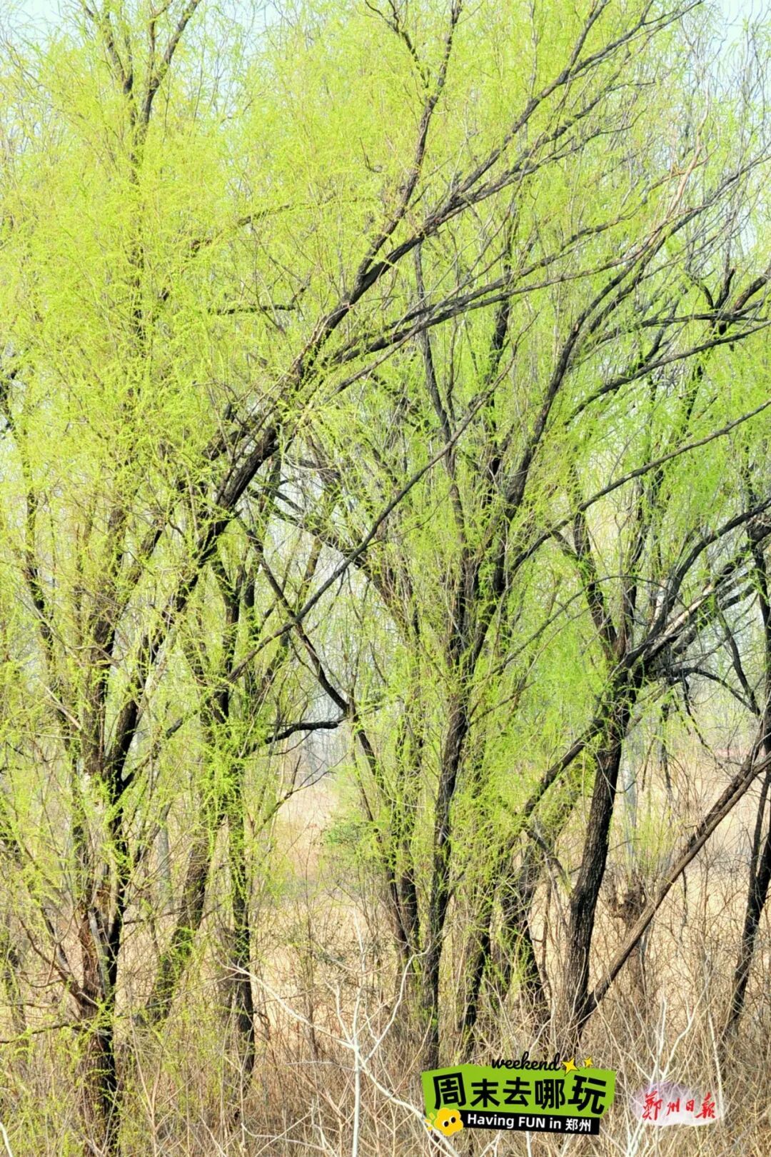 闯入“绿野仙踪”！郑州黄河边的春日限定美景已上线