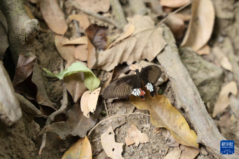 魅力亚太丨“国际森林日”——走进泰国爱侣湾国家公园