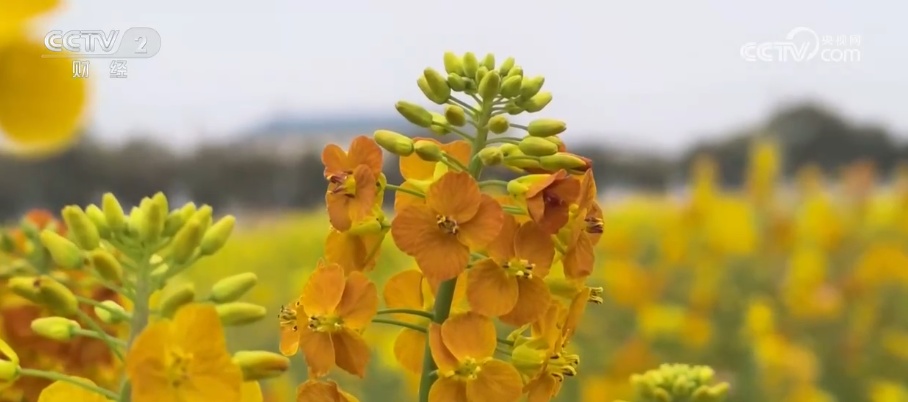 科技擦亮“花经济”金色名片 村民家门口吃上“美丽经济饭”