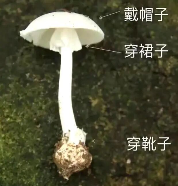 误食致死率高达75%！深圳疾控紧急提醒别碰这种菇