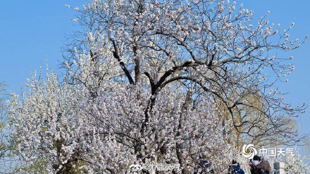 浪漫！颐和园西堤桃花迎春盛放