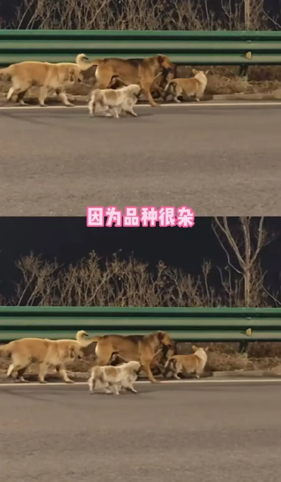 热搜第一！7只家犬疑被偷走，集体逃脱后穿越17公里成功回家