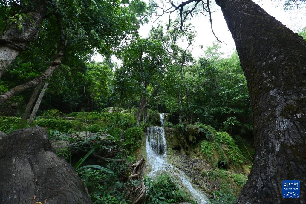 魅力亚太丨“国际森林日”——走进泰国爱侣湾国家公园
