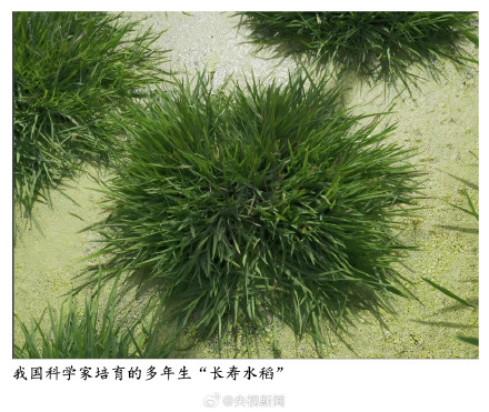 点赞！中国科学家培育出长寿水稻
