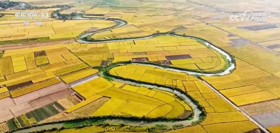 唤醒水稻“天赋” 传统耕作方式迎来新变革