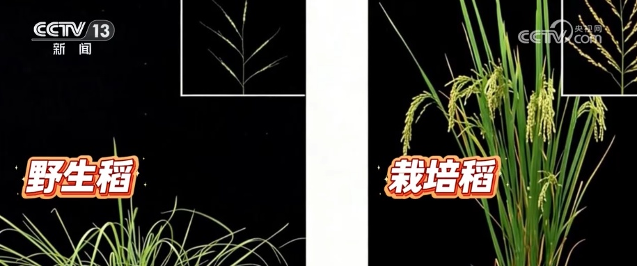 唤醒水稻“天赋” 传统耕作方式迎来新变革