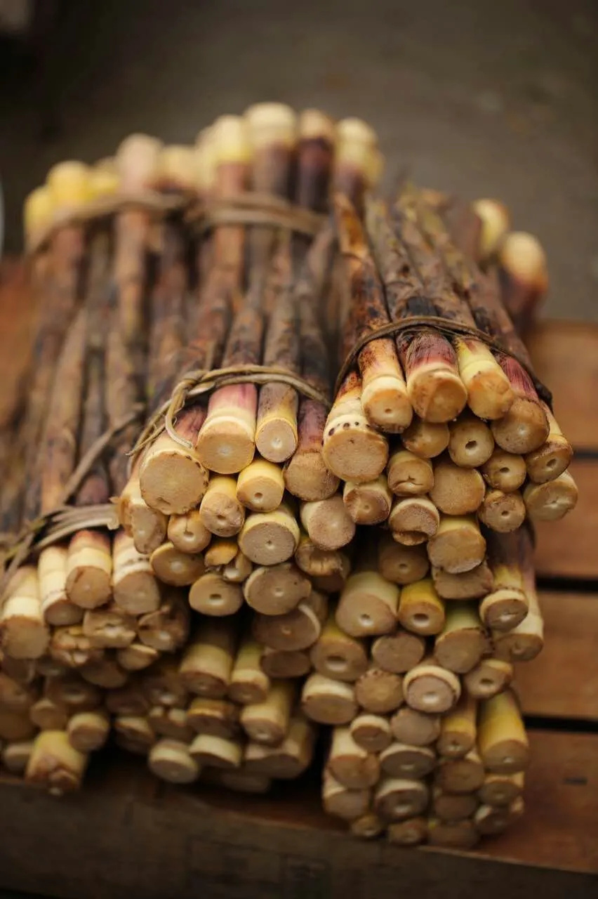 上春山｜春分，挖笋去！这份指南请收好