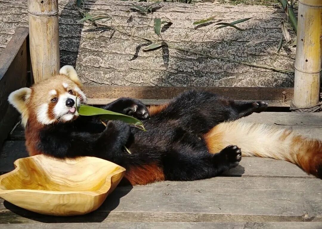 春假福利来了！合肥野生动物园、姥山岛等多个景区免门票