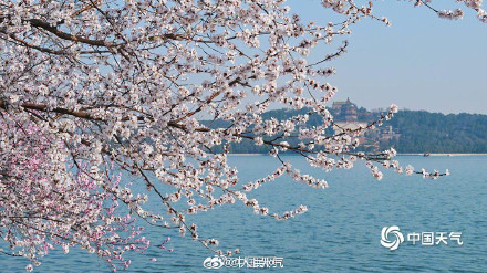 浪漫！颐和园西堤桃花迎春盛放