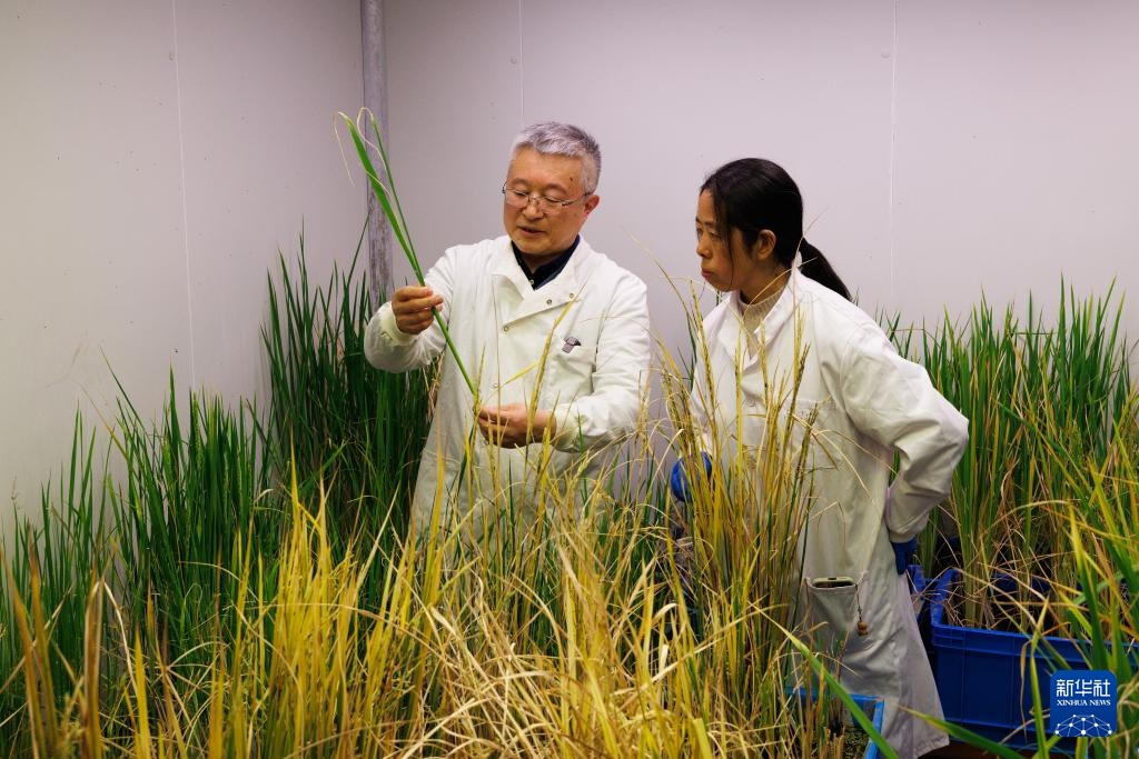 我国科学家发现野生稻“长寿基因”