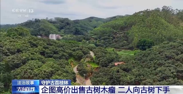 古荔枝树一夜之间遭盗割 竟是为高价出售木瘤