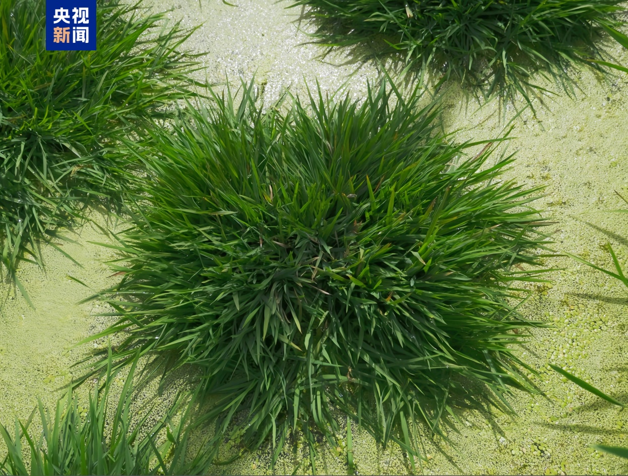 一种多收！我国科学家培育出多年生“长寿水稻”