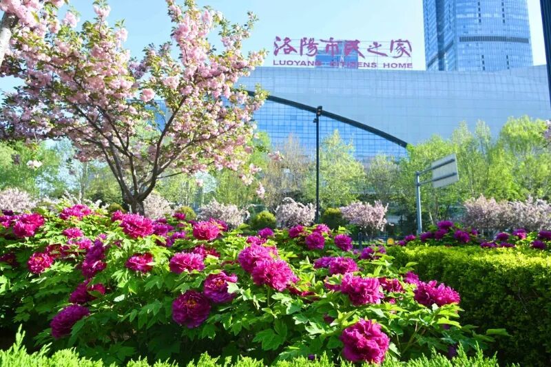 洛阳的第一朵牡丹！开了→