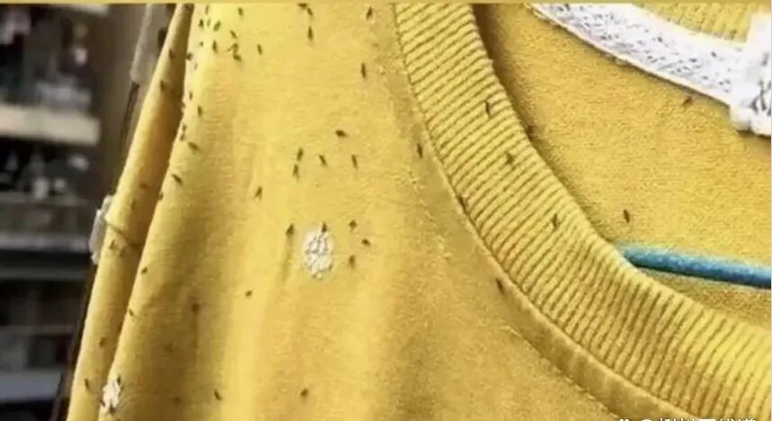 提醒！广东人最近少穿这种颜色衣服出门