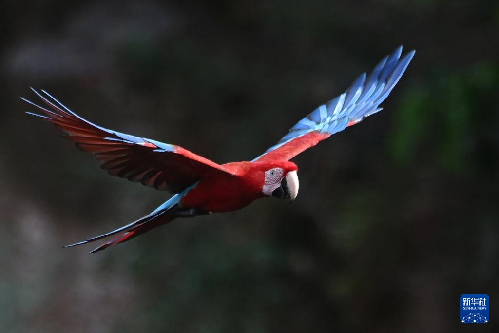 走近巴西南部的“金刚鹦鹉洞”