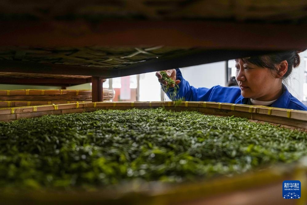 苏州洞庭山：碧螺春茶迎来采摘期