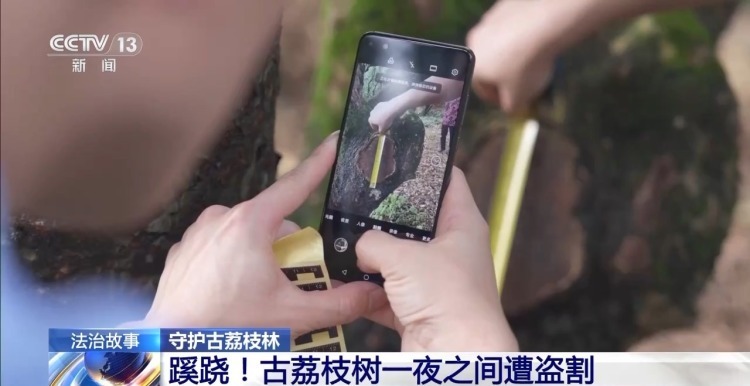 古荔枝树一夜之间遭盗割 竟是为高价出售木瘤