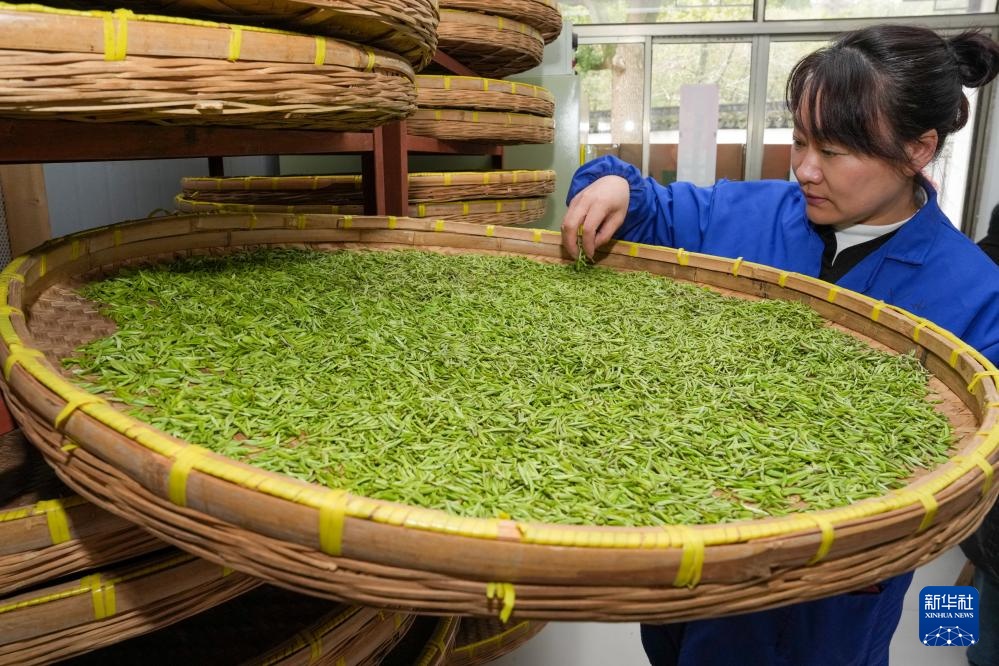 苏州洞庭山：碧螺春茶迎来采摘期