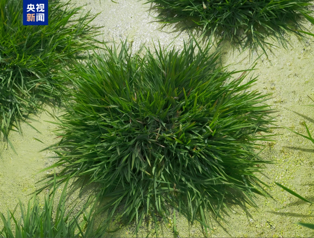 种一次收多年！我国培育出“长寿水稻”