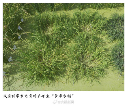 点赞！中国科学家培育出长寿水稻