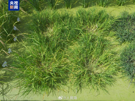 点赞！我国科学家培育出长寿水稻