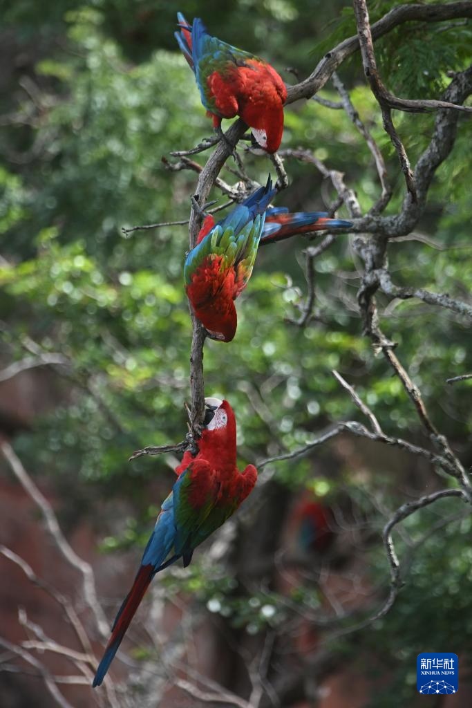 走近巴西南部的“金刚鹦鹉洞”