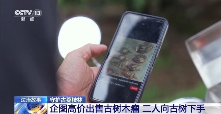 古荔枝树一夜之间遭盗割 竟是为高价出售木瘤