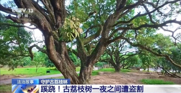 古荔枝树一夜之间遭盗割 竟是为高价出售木瘤