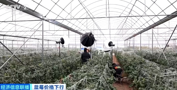 价格显著下跌！以前小盒装，现在“一桶一桶”买！