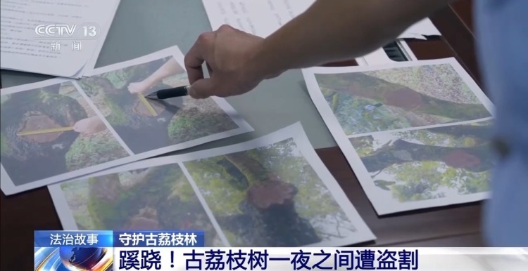 古荔枝树一夜之间遭盗割 竟是为高价出售木瘤