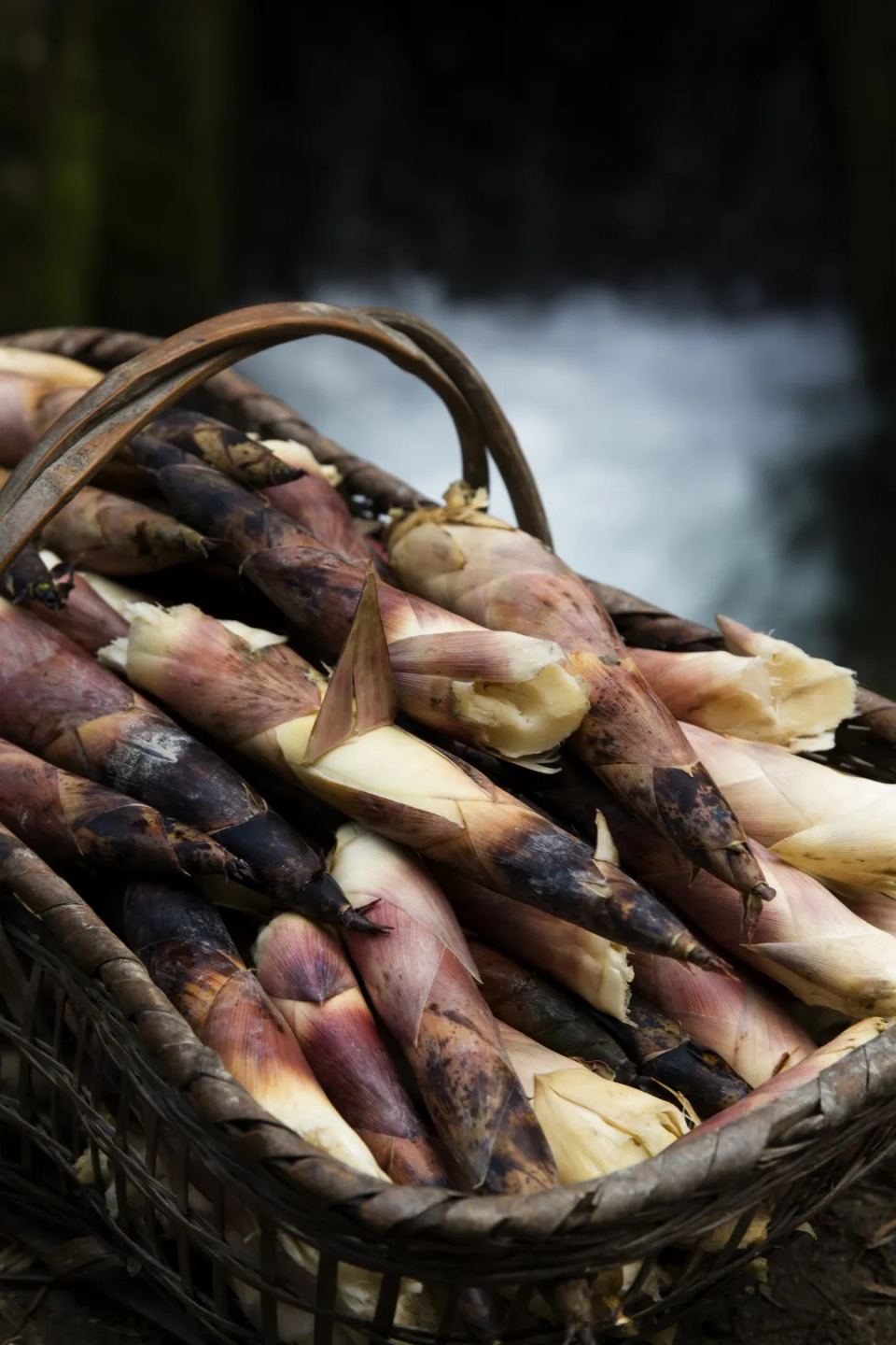 上春山｜春分，挖笋去！这份指南请收好