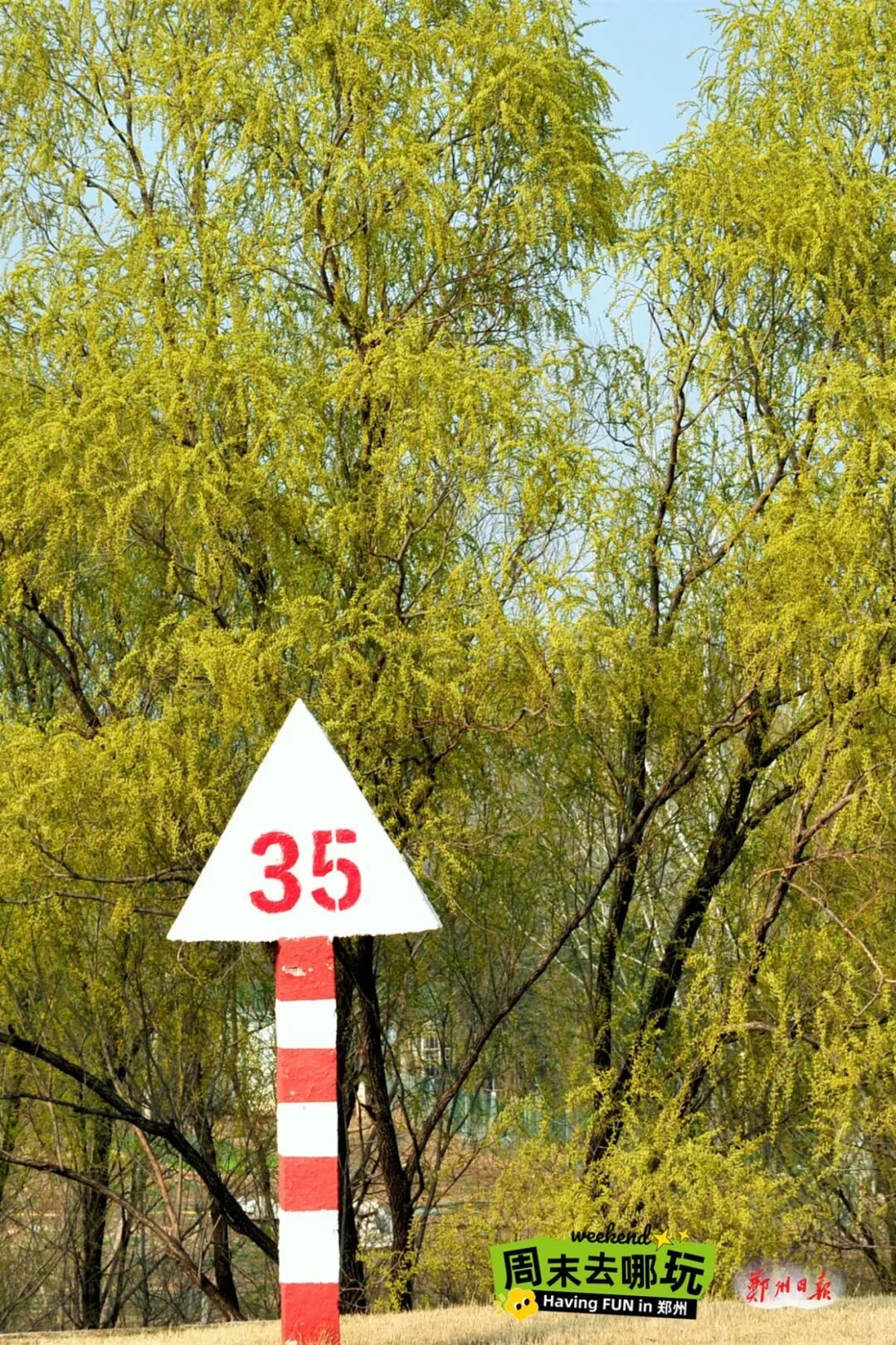 闯入“绿野仙踪”！郑州黄河边的春日限定美景已上线